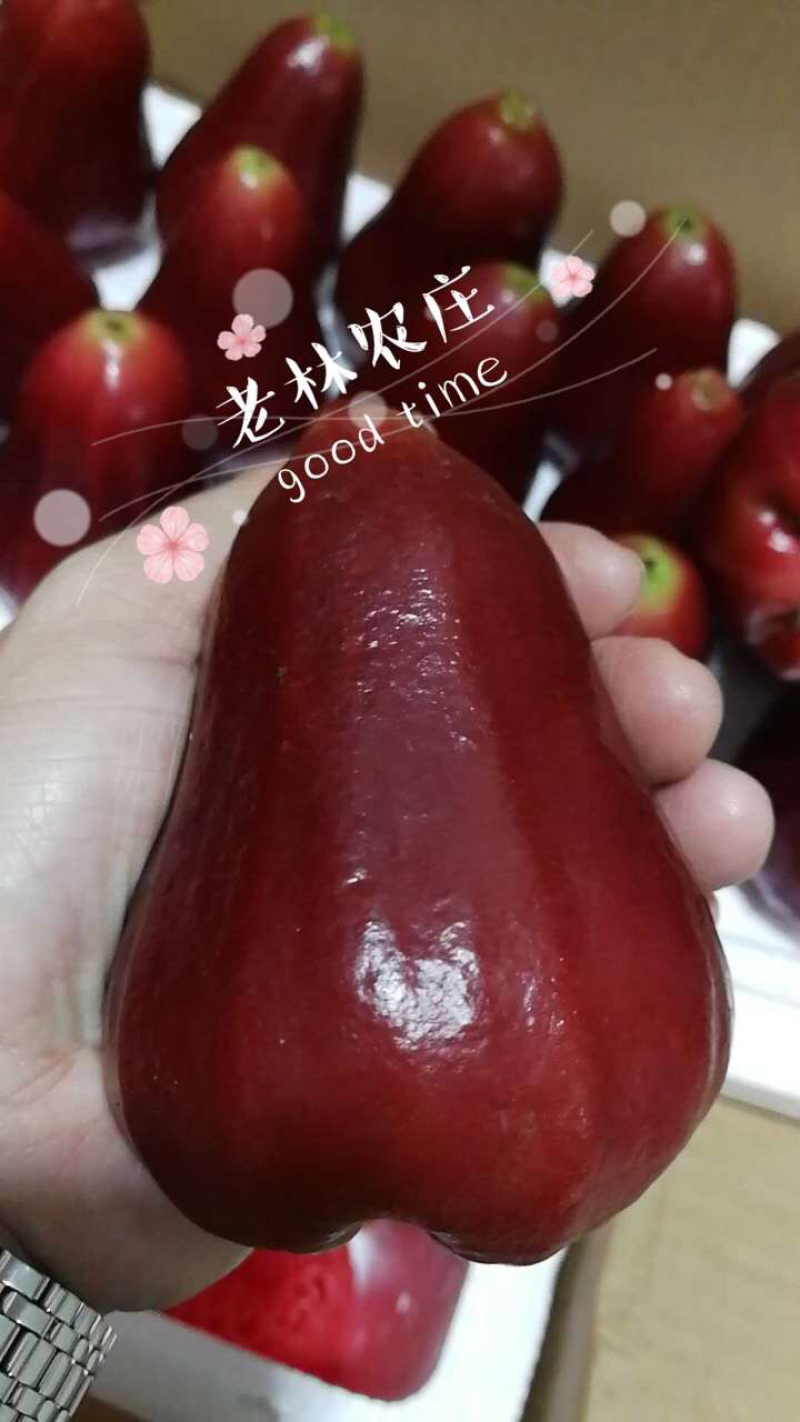 海南黑金刚莲雾