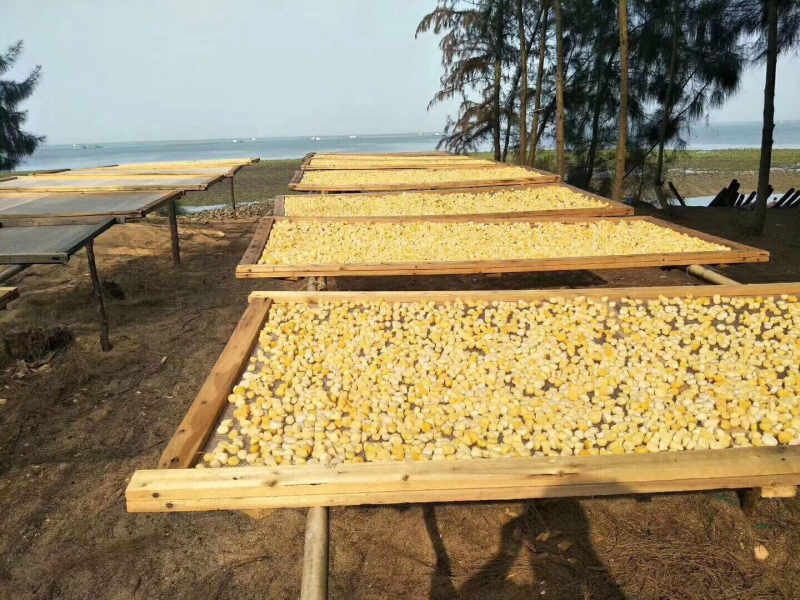 海南深海野生瑶柱干