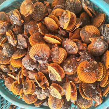 海南深海野生瑶柱干