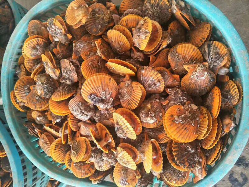 海南深海野生瑶柱干