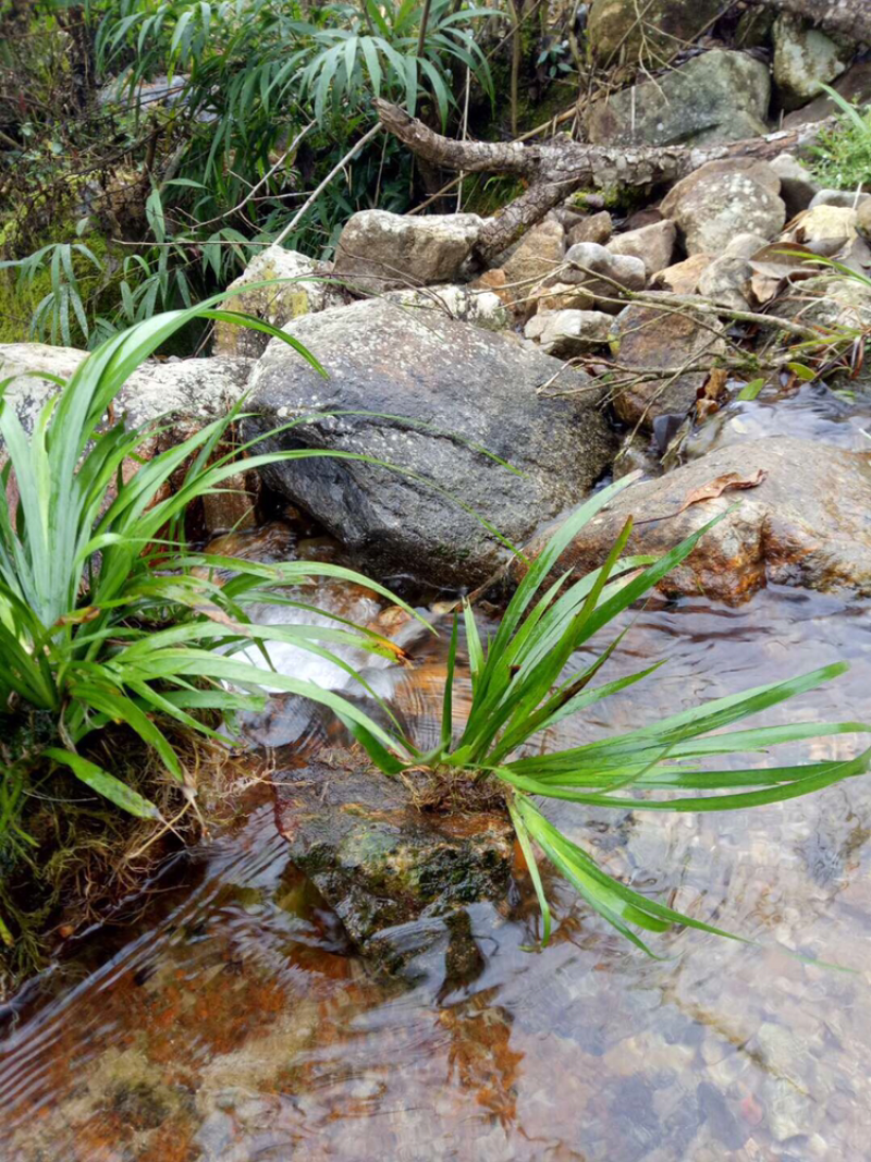 兰花野生特价出售现货