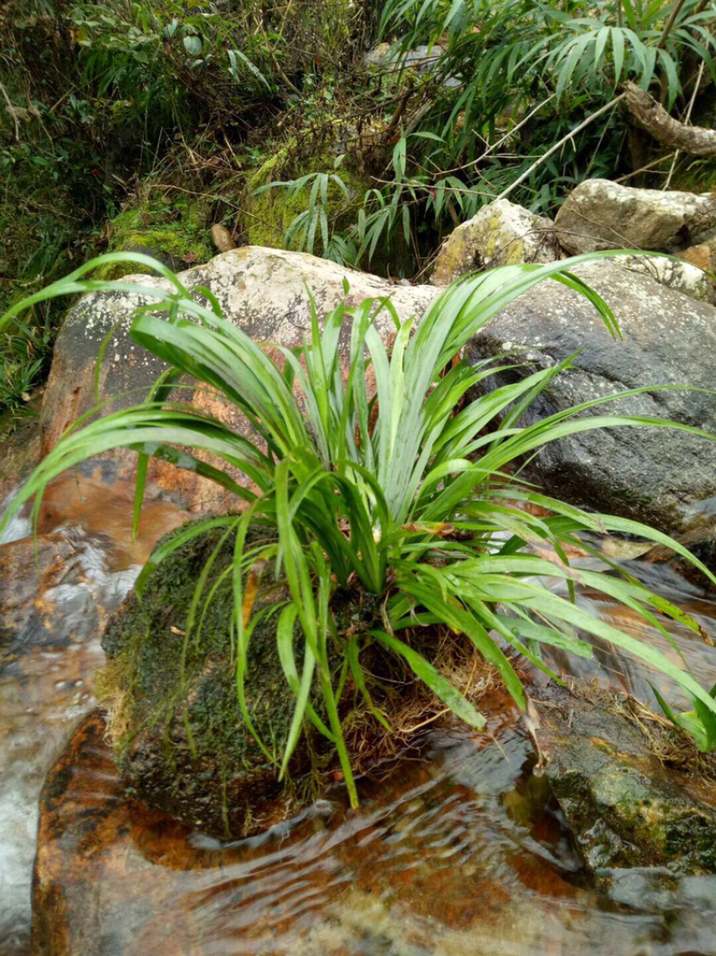 兰花野生特价出售现货