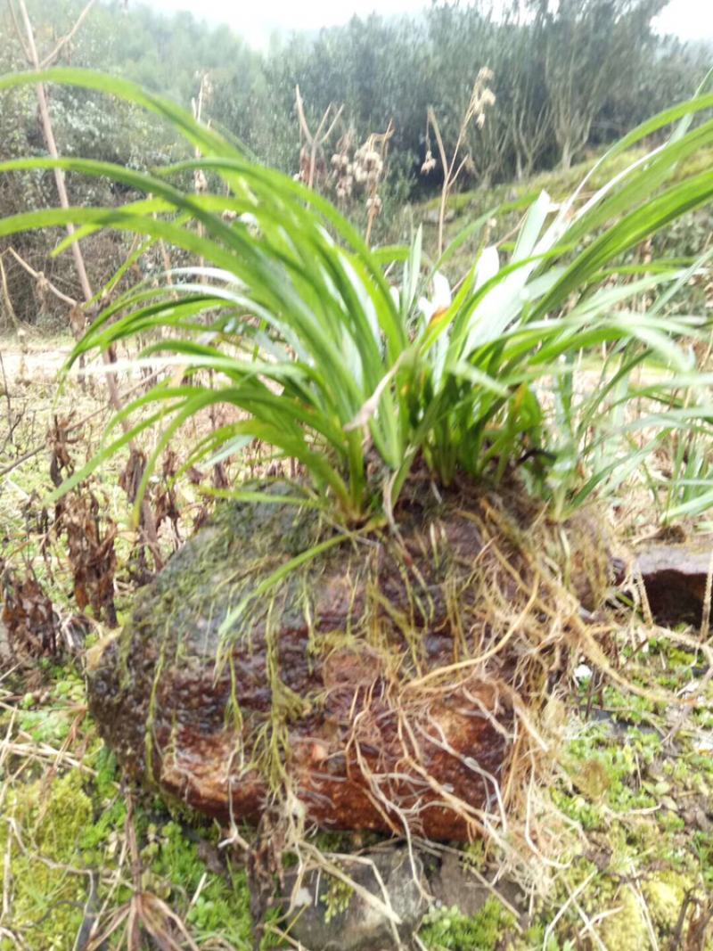 兰花野生特价出售现货