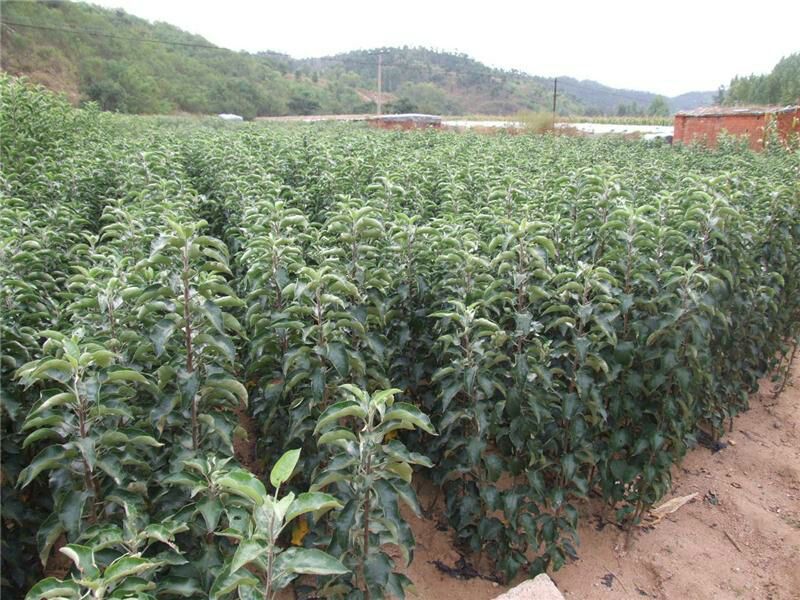 红富士苹果树苗80cm以上基地直销现起现发