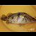 鳜鱼