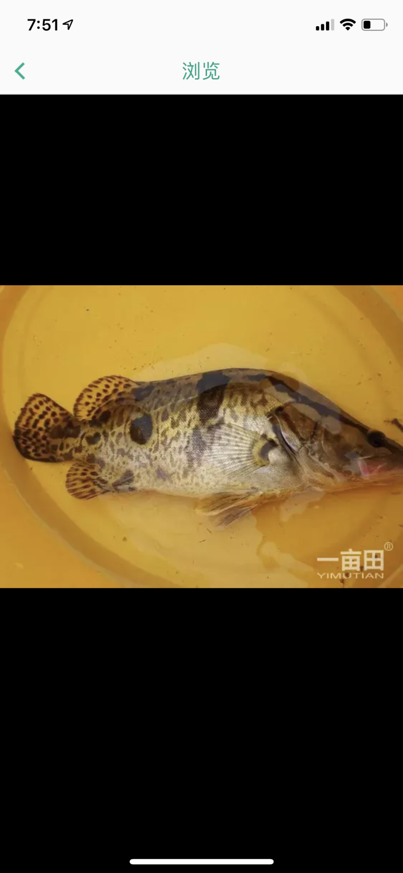 鳜鱼