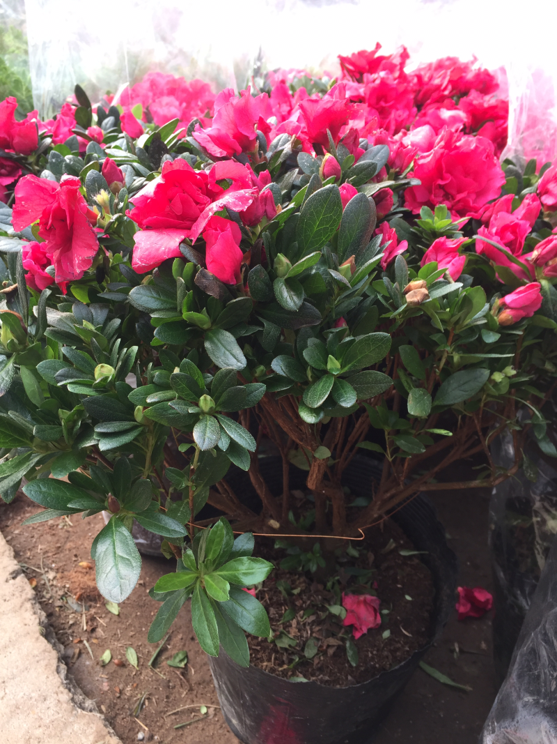 杜鹃花