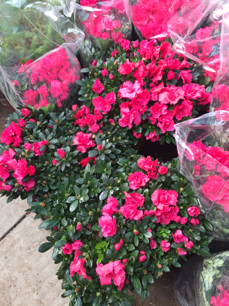 杜鹃花