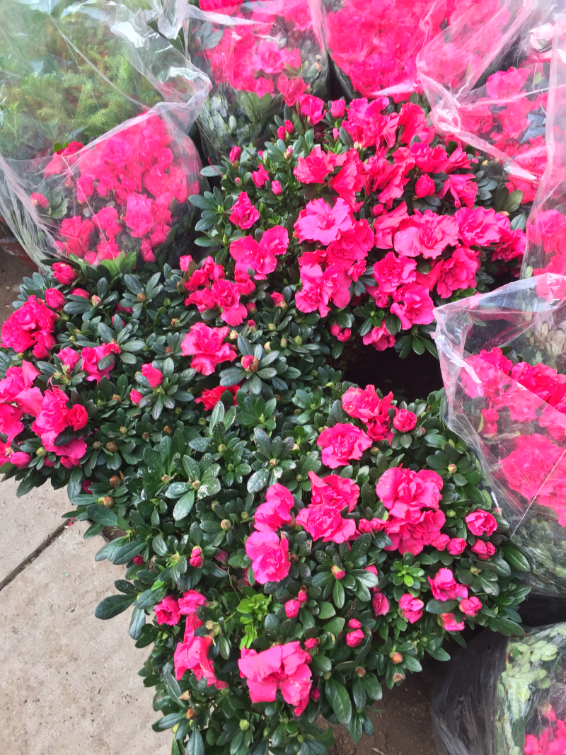 杜鹃花