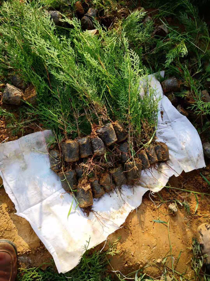 侧柏苗侧柏30公分左右高度0.5元包邮基地直销保湿发货