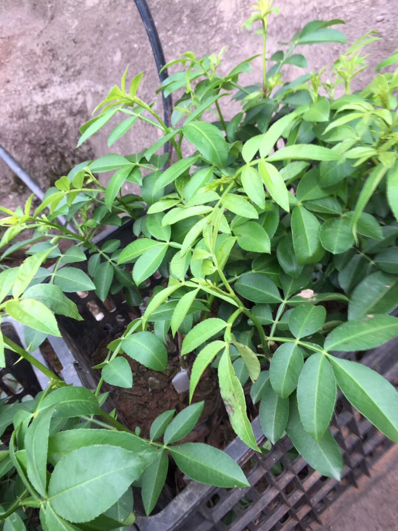 花椒苗