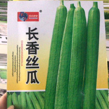蔬菜种子批发长香丝瓜种子高产抗病易种植