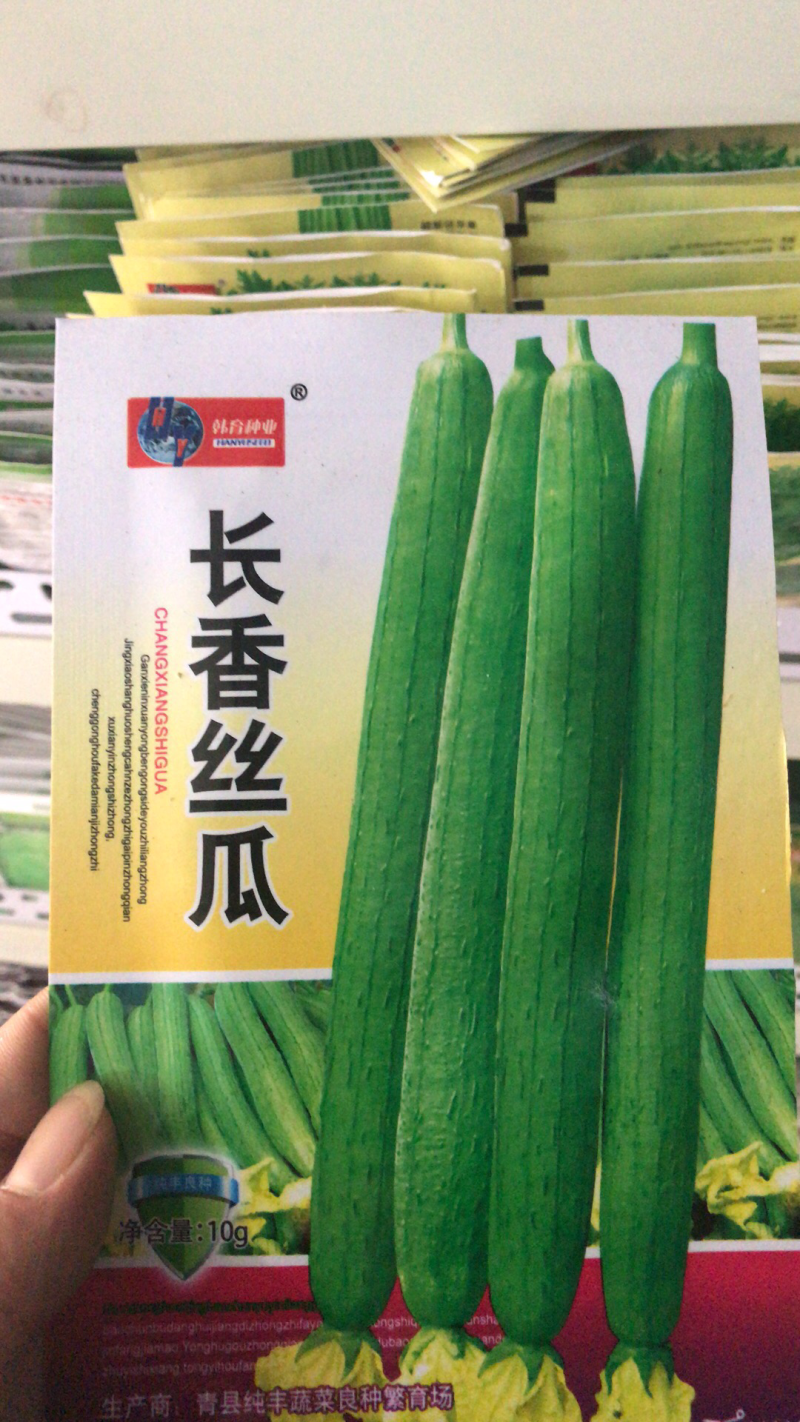 蔬菜种子批发长香丝瓜种子高产抗病易种植