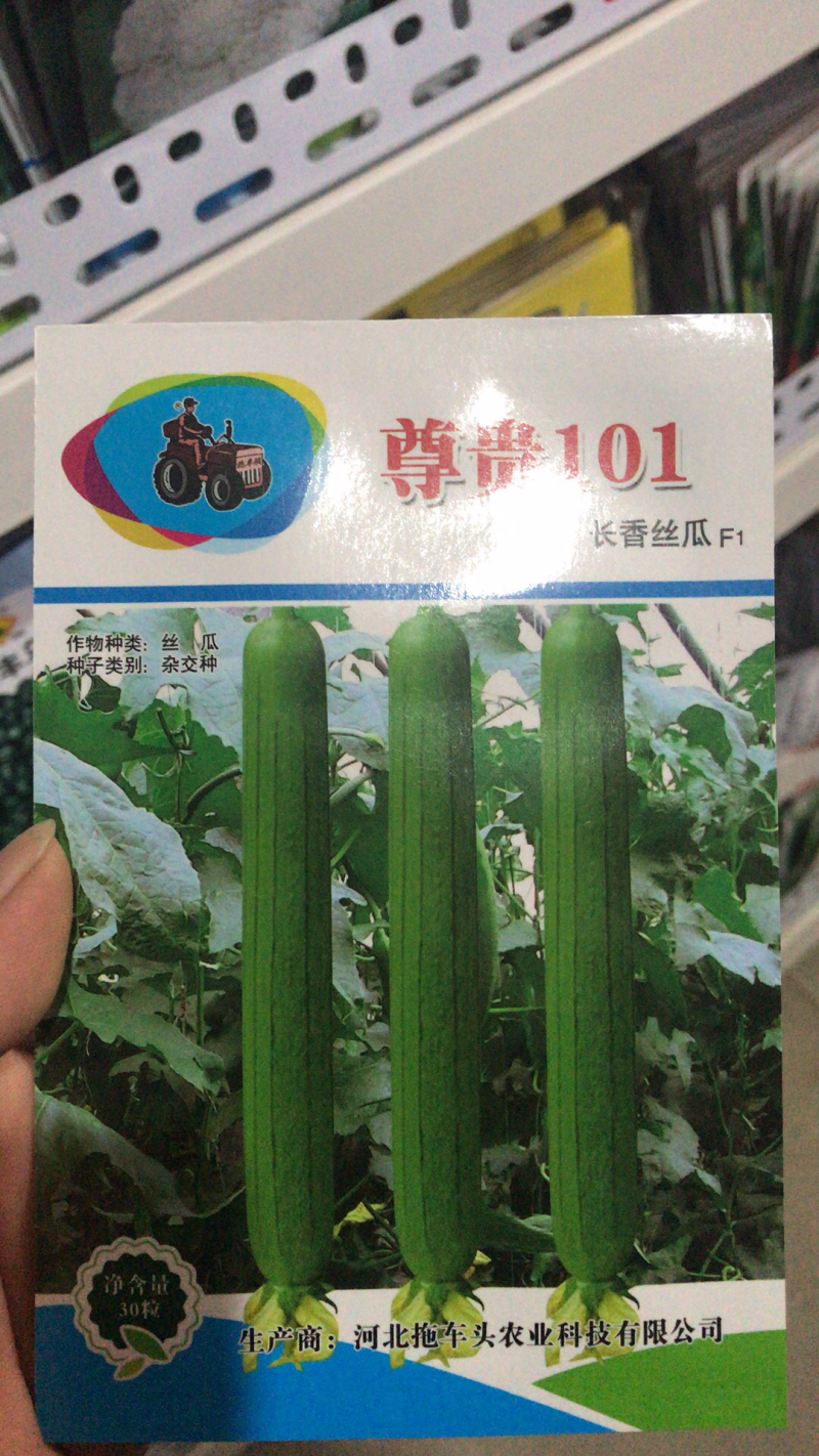 尊贵101杂交长香丝瓜种子抗病高产品质优秀
