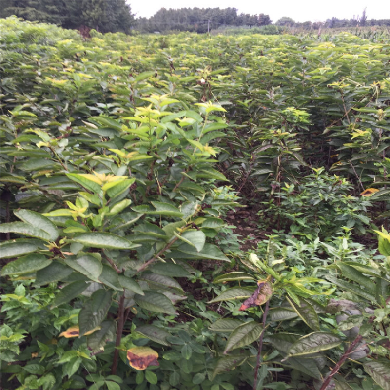 樱桃苗红灯美早早大果品种纯正提供管理种植