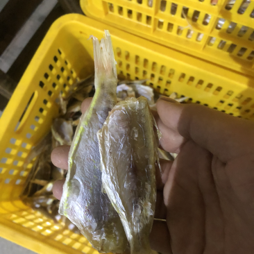 单线，南仓，马有干🐠片