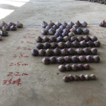 云南独头蒜三丫蒜分蒜全规格