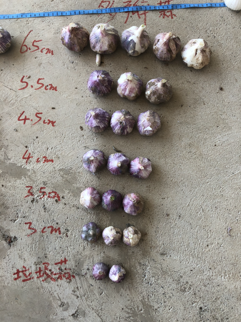 云南独头蒜三丫蒜分蒜全规格