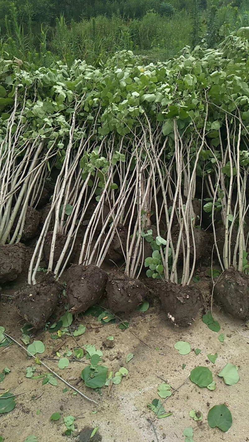 紫荆花产地紫荆树苗基地批发价格
