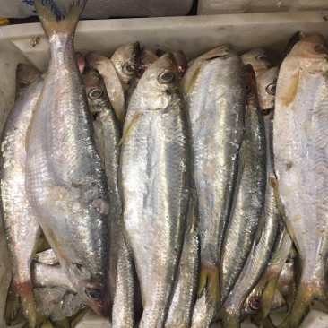 雷鱼4~5两