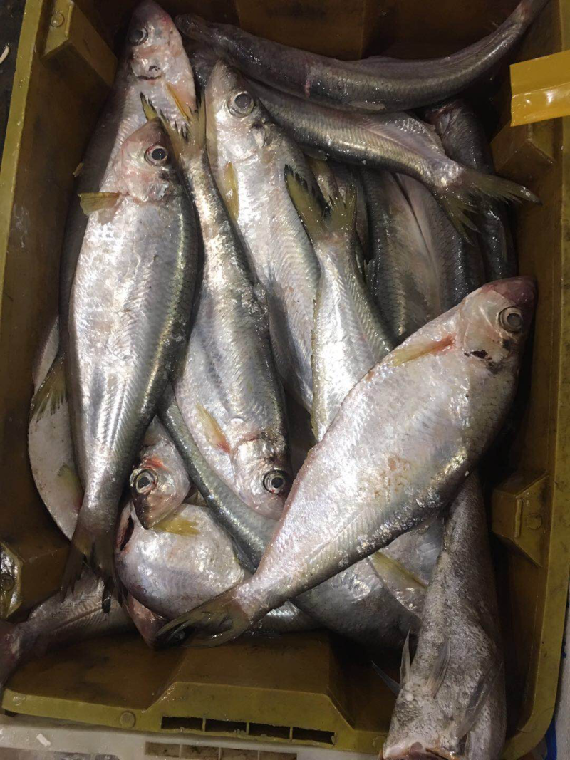 雷鱼4~5两