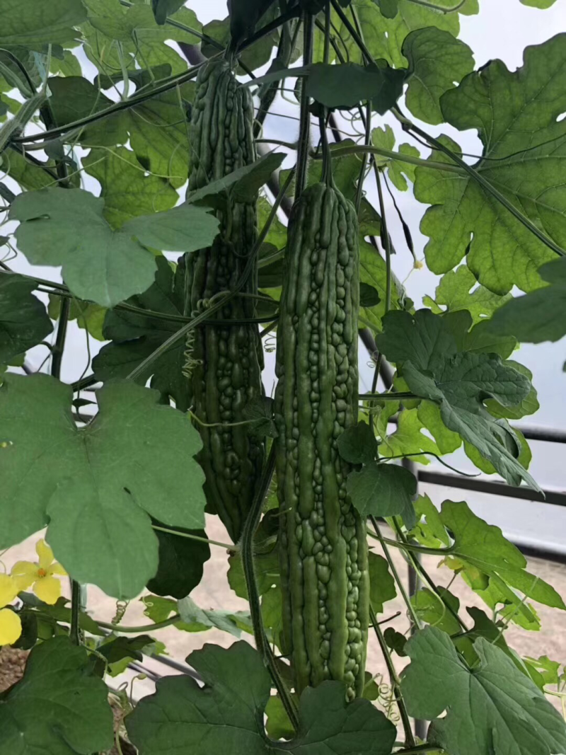 十佳苦瓜苗产量高寿光种业基地直供量大从优