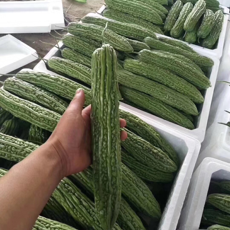 十佳苦瓜苗产量高寿光种业基地直供量大从优