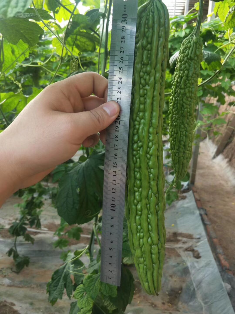 十佳苦瓜苗产量高寿光种业基地直供量大从优
