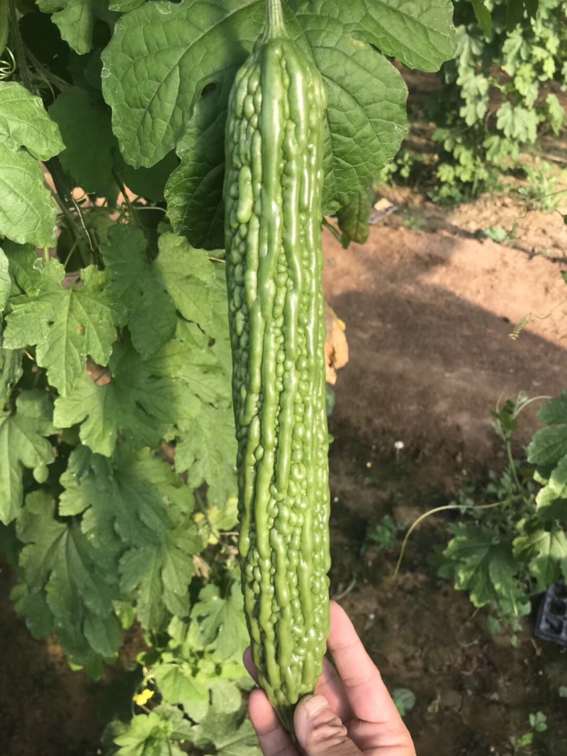 十佳苦瓜苗产量高寿光种业基地直供量大从优