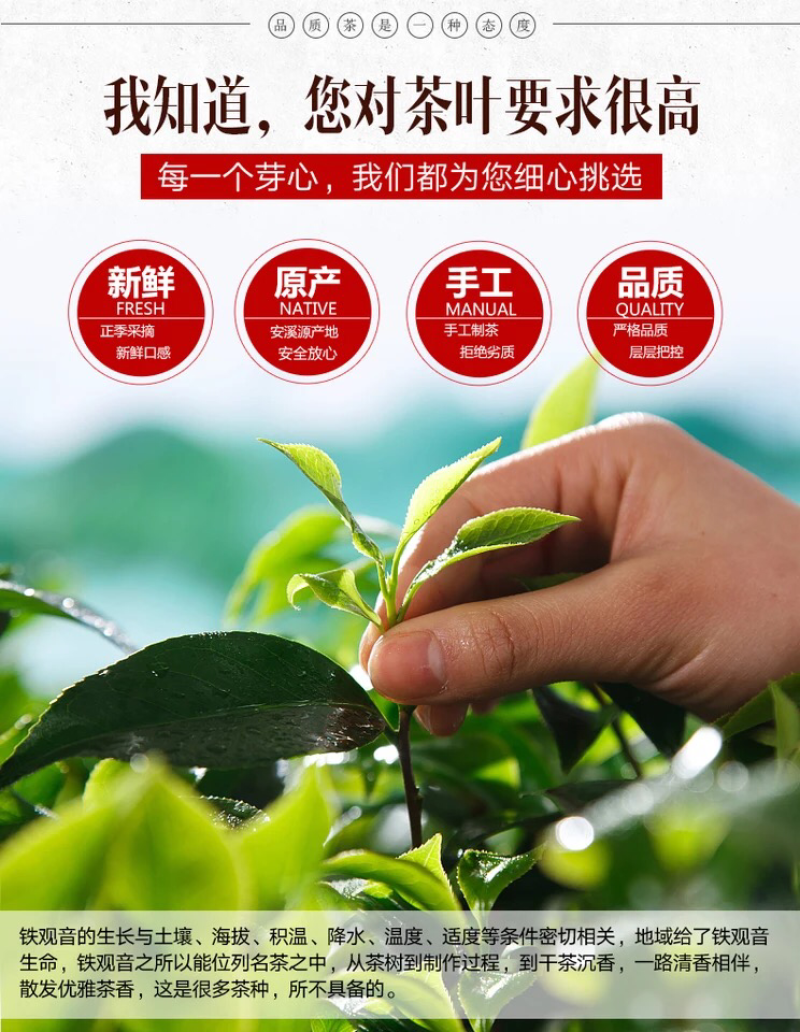 安溪铁观音乌龙茶浓香型