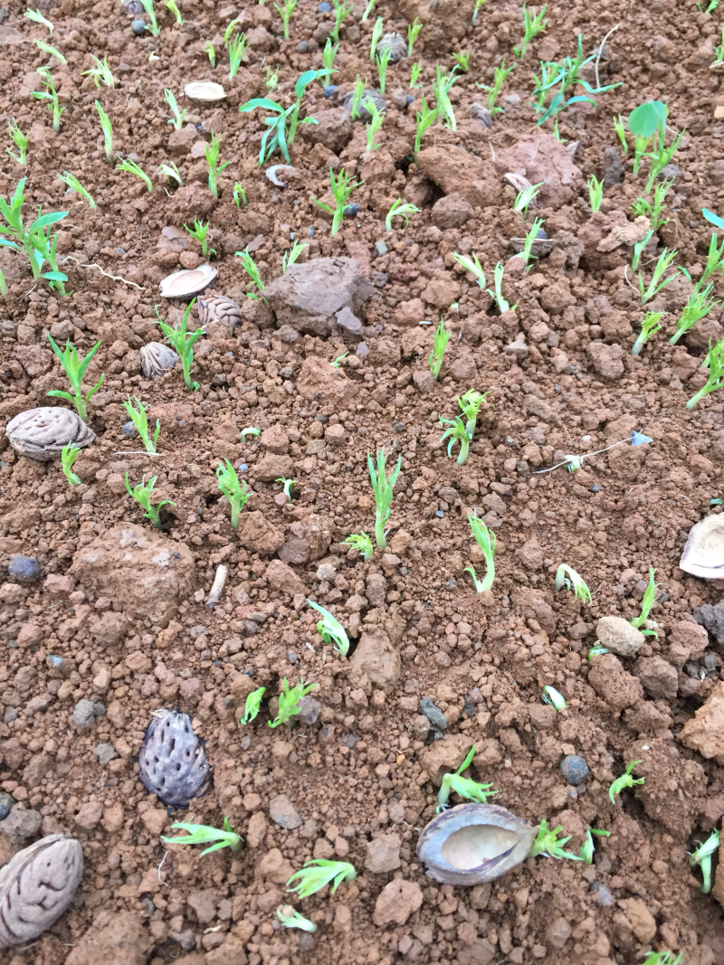 【顺丰包邮】毛桃苗毛桃芽苗毛桃树苗桂林阳朔毛桃苗保湿发货