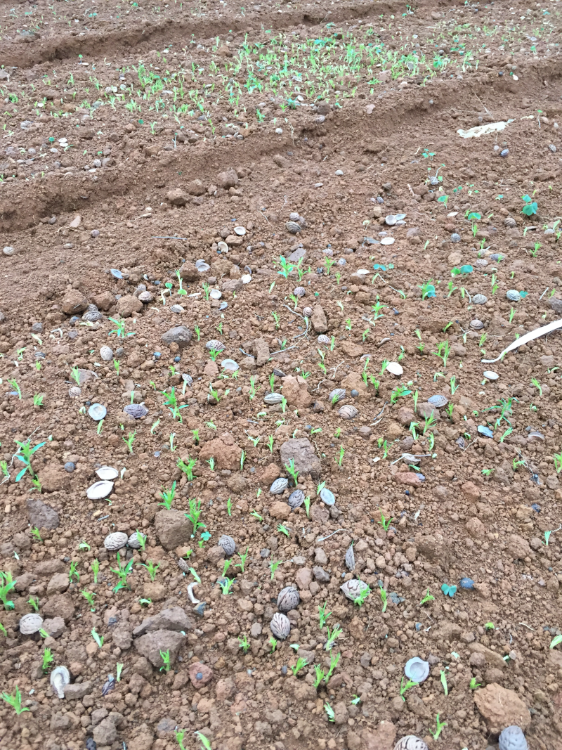 【顺丰包邮】毛桃苗毛桃芽苗毛桃树苗桂林阳朔毛桃苗保湿发货