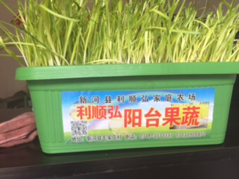 黄韭盆景