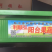 黄韭盆景