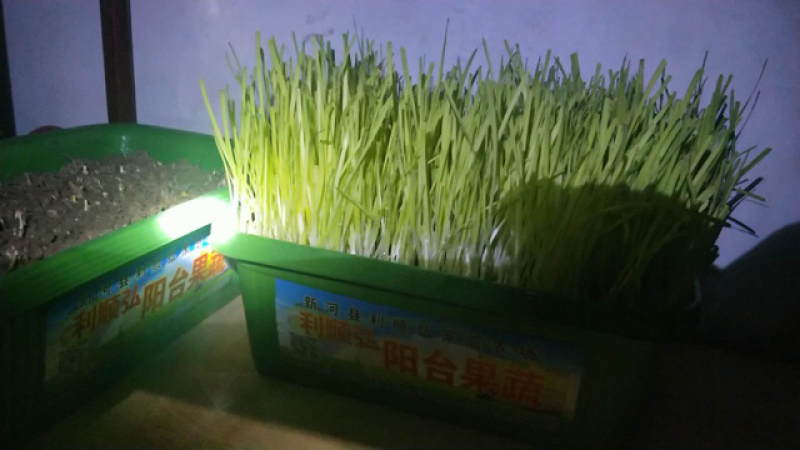 黄韭盆景