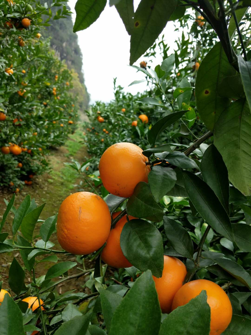 沃柑