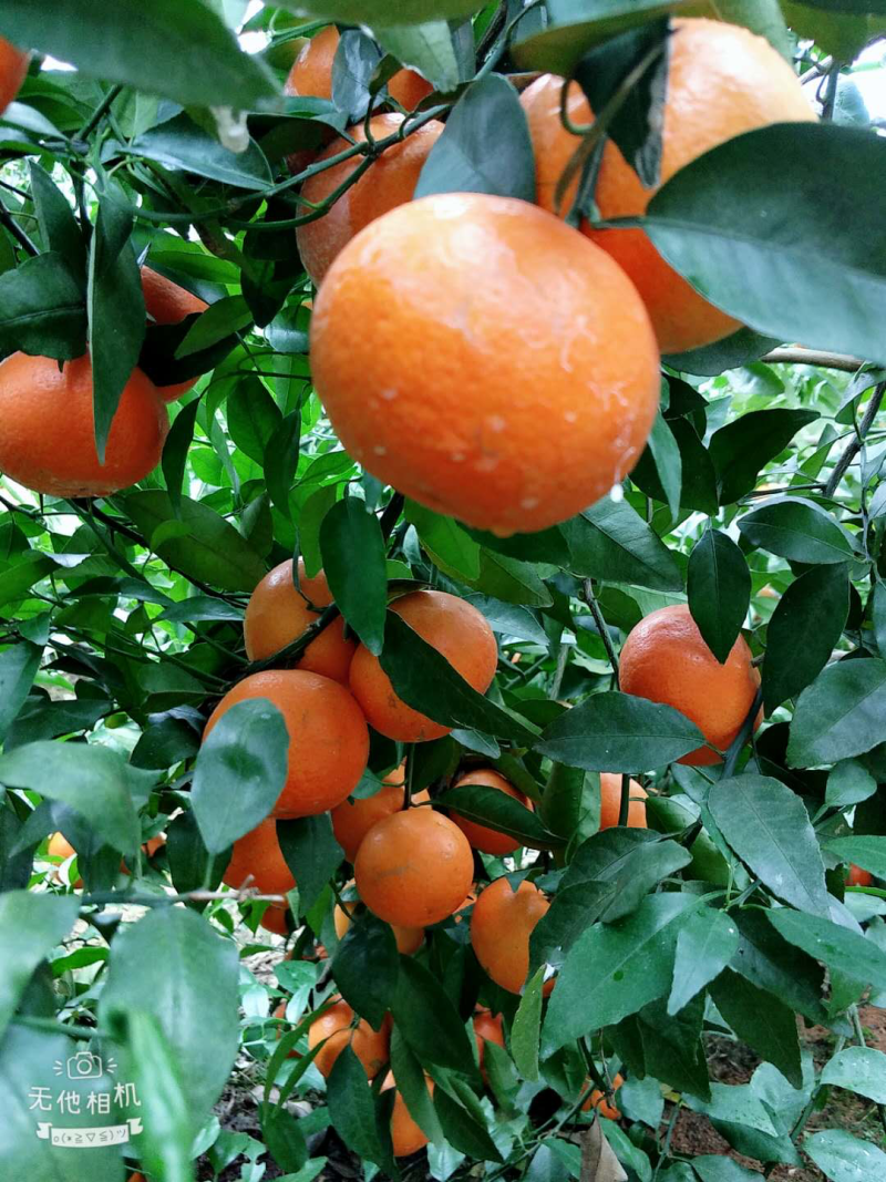 沃柑