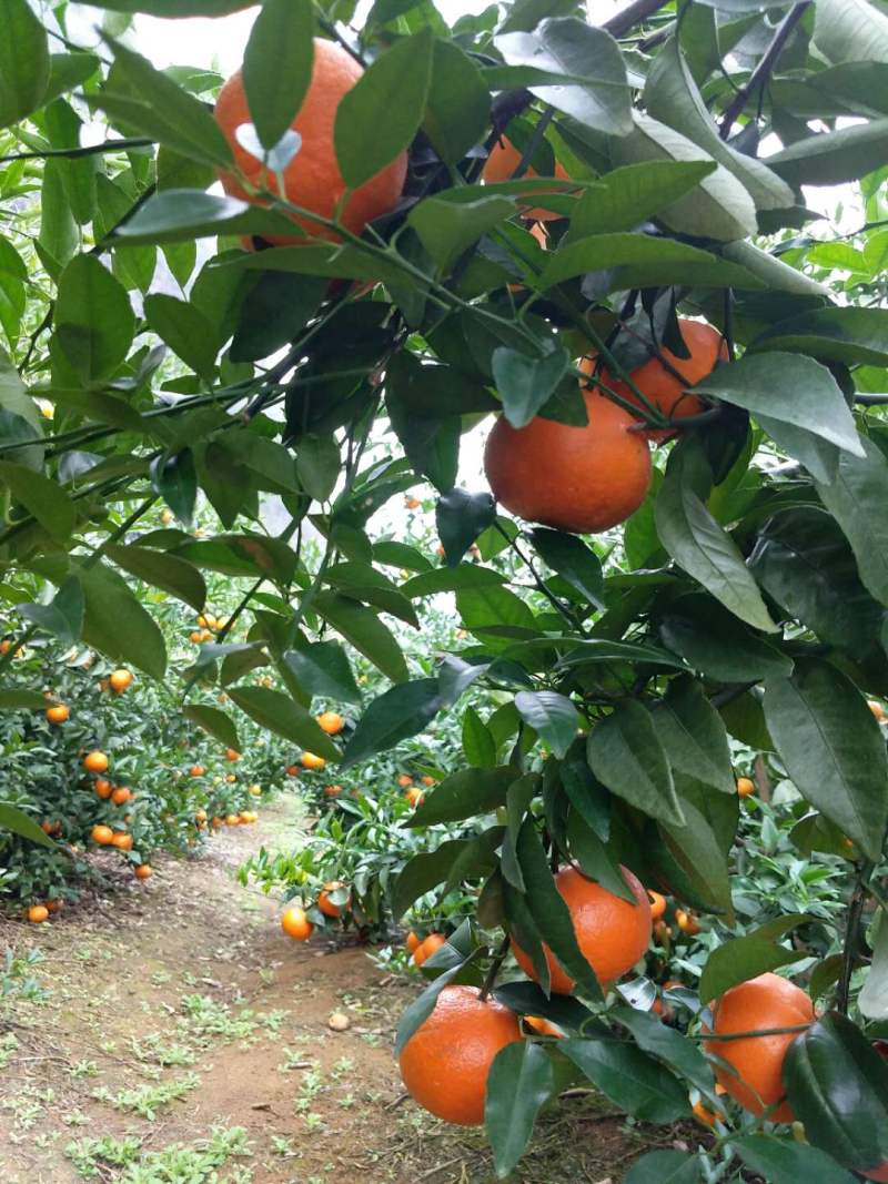 沃柑