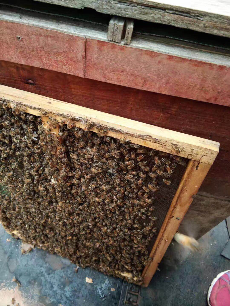 蜂蜜自产自销