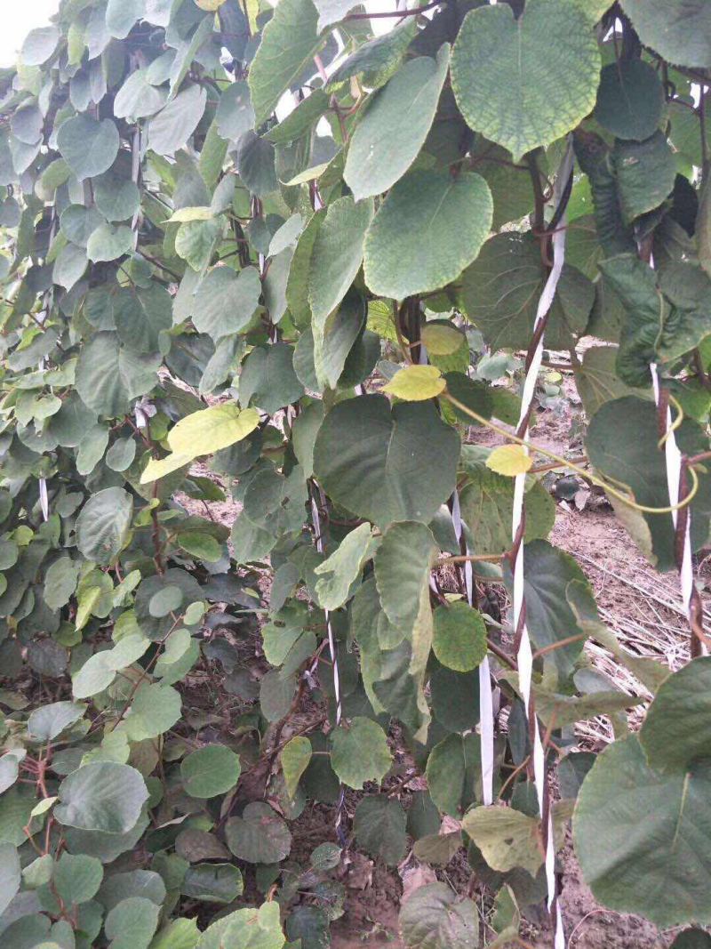 猕猴桃树苗嫁接猕猴桃苗红心盆栽地栽南方北方种植果树苗