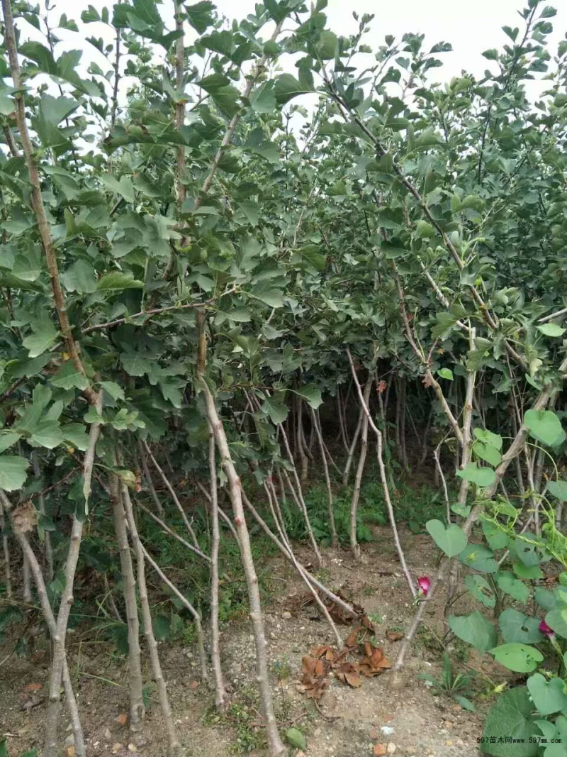 山楂树苗嫁接山楂苗盆栽地栽南北方种植甜酸当年结果山里红大