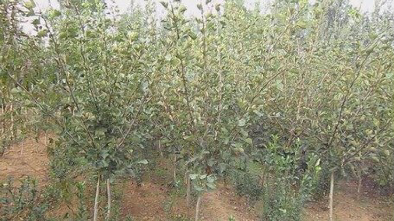 山楂树苗嫁接山楂苗盆栽地栽南北方种植甜酸当年结果山里红大