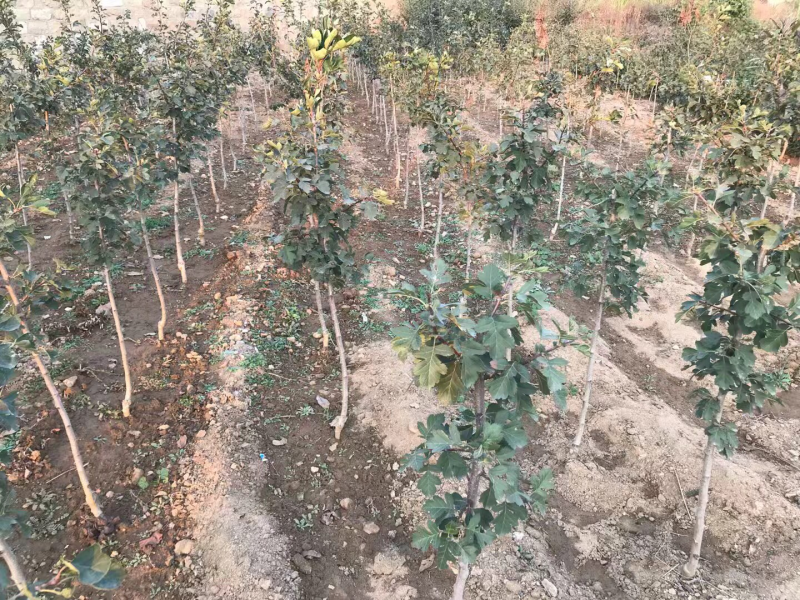 山楂树苗嫁接山楂苗盆栽地栽南北方种植甜酸当年结果山里红大