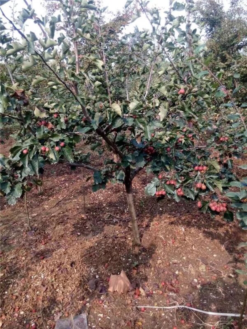 山楂树苗嫁接山楂苗盆栽地栽南北方种植甜酸当年结果山里红大