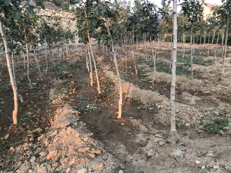 山楂树苗嫁接山楂苗盆栽地栽南北方种植甜酸当年结果山里红大