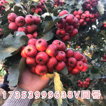 山楂树苗嫁接山楂苗盆栽地栽南北方种植甜酸当年结果山里红大