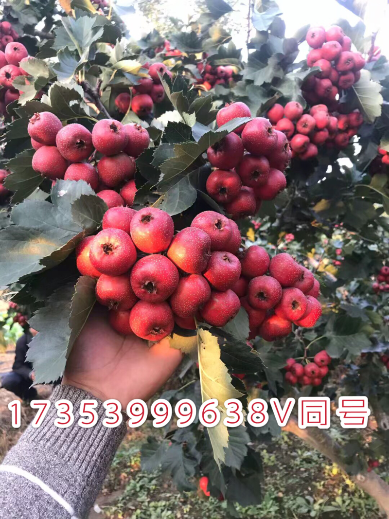 山楂树苗嫁接山楂苗盆栽地栽南北方种植甜酸当年结果山里红大
