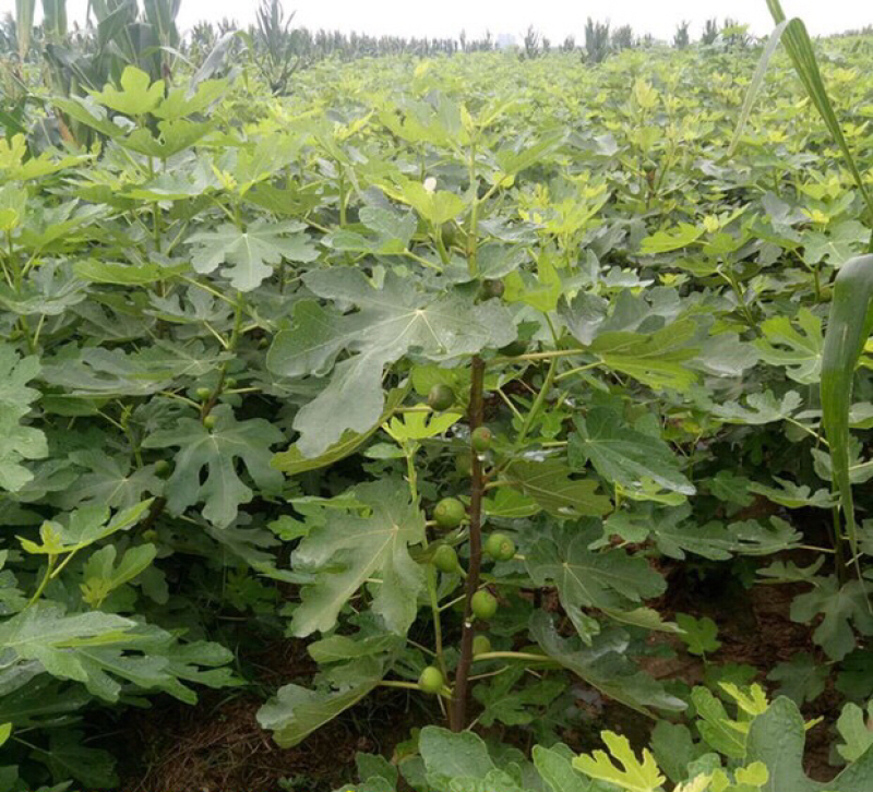 无花果树苗盆栽地栽布兰瑞克波姬红紫果青皮南方北方种植无花