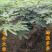 无花果树苗盆栽地栽布兰瑞克波姬红紫果青皮南方北方种植无花
