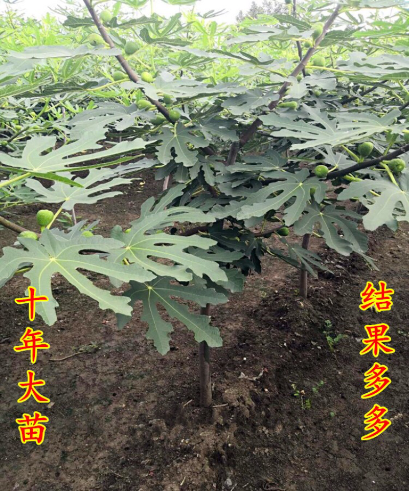 无花果树苗盆栽地栽布兰瑞克波姬红紫果青皮南方北方种植无花